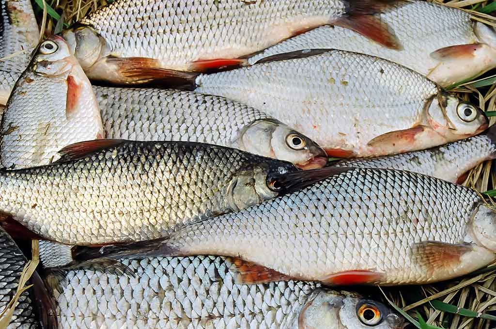 Sudužę margučiai arba kaip Dievas juokiasi Sudužę margučiai arba kaip Dievas juokiasi