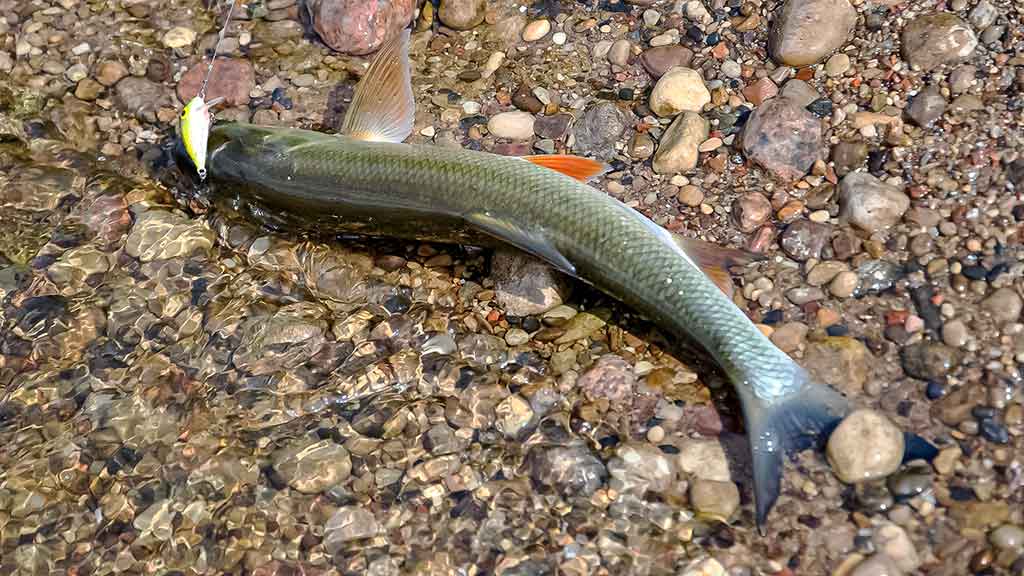 Salačius – ne visai taip, kaip įprasta Salačius – ne visai taip, kaip įprasta