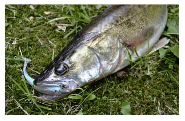Guminukas Lucky John 3D Makora Shad Tail Guminukas Lucky John 3D Makora Shad Tail