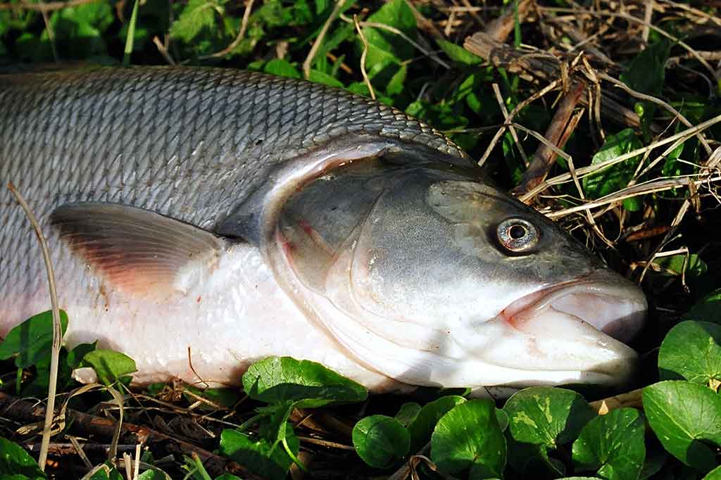 Cikada - masalas, kuris suvirpina žuvies širdį Cikada - masalas, kuris suvirpina žuvies širdį