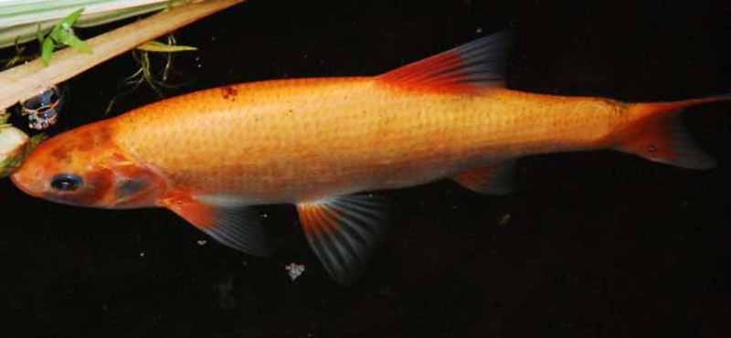 Lietuvoje aklimatizuota meknių atmaina – orfa (Leuciscus idus var. orphus) Lietuvoje aklimatizuota meknių atmaina – orfa (Leuciscus idus var. orphus)