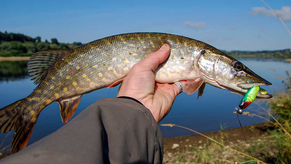 Kaip spiningauti šiekštynuose Kaip spiningauti šiekštynuose