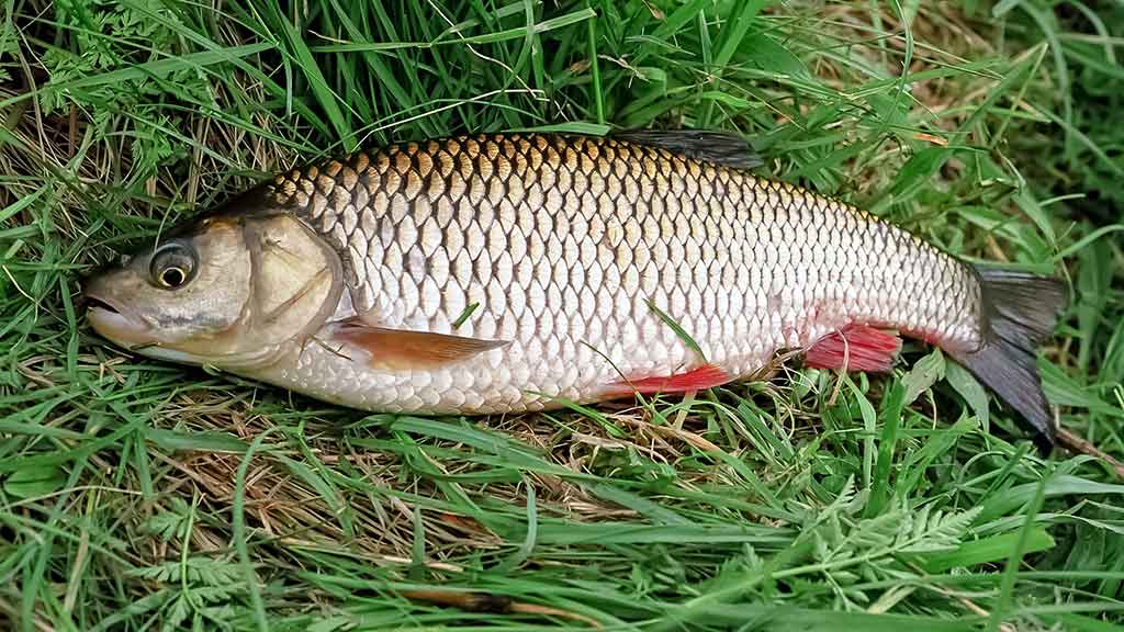 Išsamiai apie Aukštaitijos Šventąją Išsamiai apie Aukštaitijos Šventąją