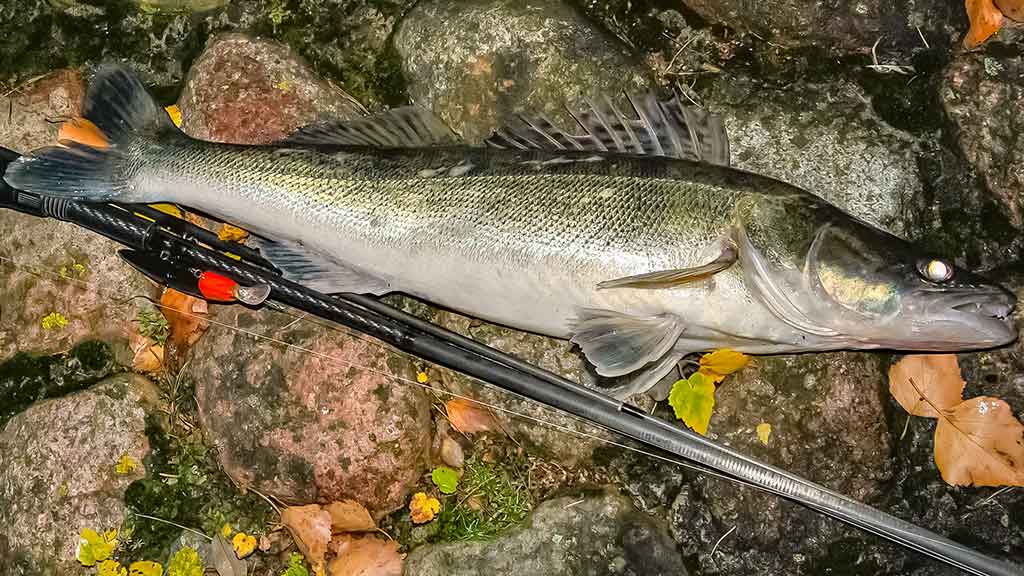 Spiningavimas naktį vėlyvą rudenį. Žūklavietės ir žūklės specifika Spiningavimas naktį vėlyvą rudenį. Žūklavietės ir žūklės specifika