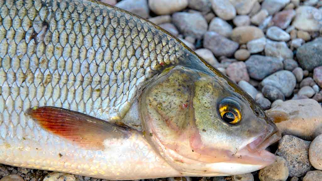 Meškeriojimas bolonine – valas, plūdės, sistemėlės... Meškeriojimas bolonine – valas, plūdės, sistemėlės...