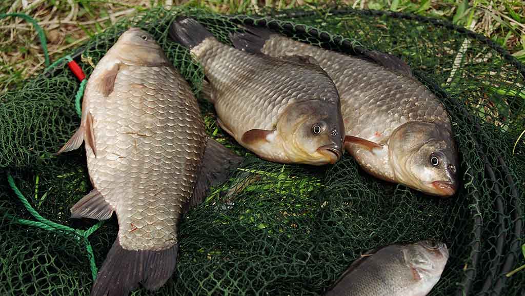 Karosai ir antra rugpjūčio pusė – kaip žvejoti Karosai ir antra rugpjūčio pusė – kaip žvejoti