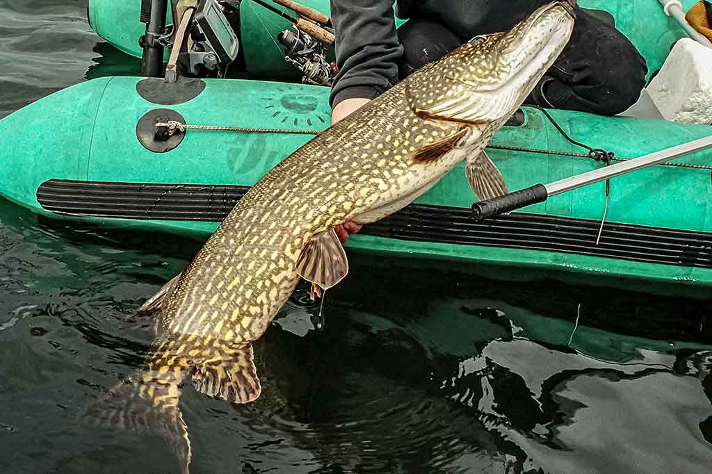 Apie tvičingą ir jiems tinkamus spiningus Apie tvičingą ir jiems tinkamus spiningus