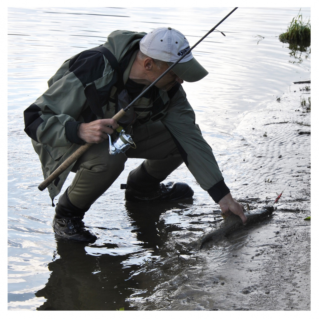 Kur mesti masalą žinau labai tiksliai – aną rytą plėšrūnė voblerį čiupo maždaug pusantro metro atstumu nuo išsikišusių iš vandens V formos dviejų vandenžolių stiebų. Kur mesti masalą žinau labai tiksliai – aną rytą plėšrūnė voblerį čiupo maždaug pusantro metro atstumu nuo išsikišusių iš vandens V formos dviejų vandenžolių stiebų.