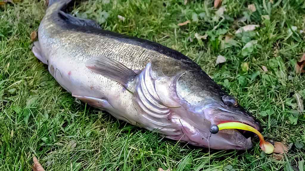 Tvenkinių sterkai įpusėjus rudeniui Tvenkinių sterkai įpusėjus rudeniui