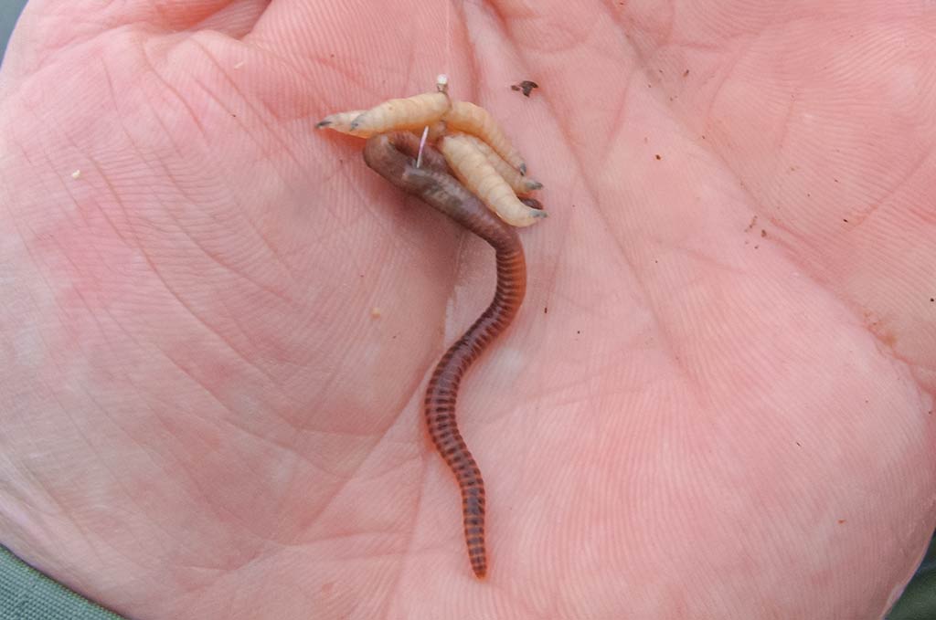 Jei lydekos nekibs, eisim gaudyti karšių. Pirma dalis Jei lydekos nekibs, eisim gaudyti karšių. Pirma dalis