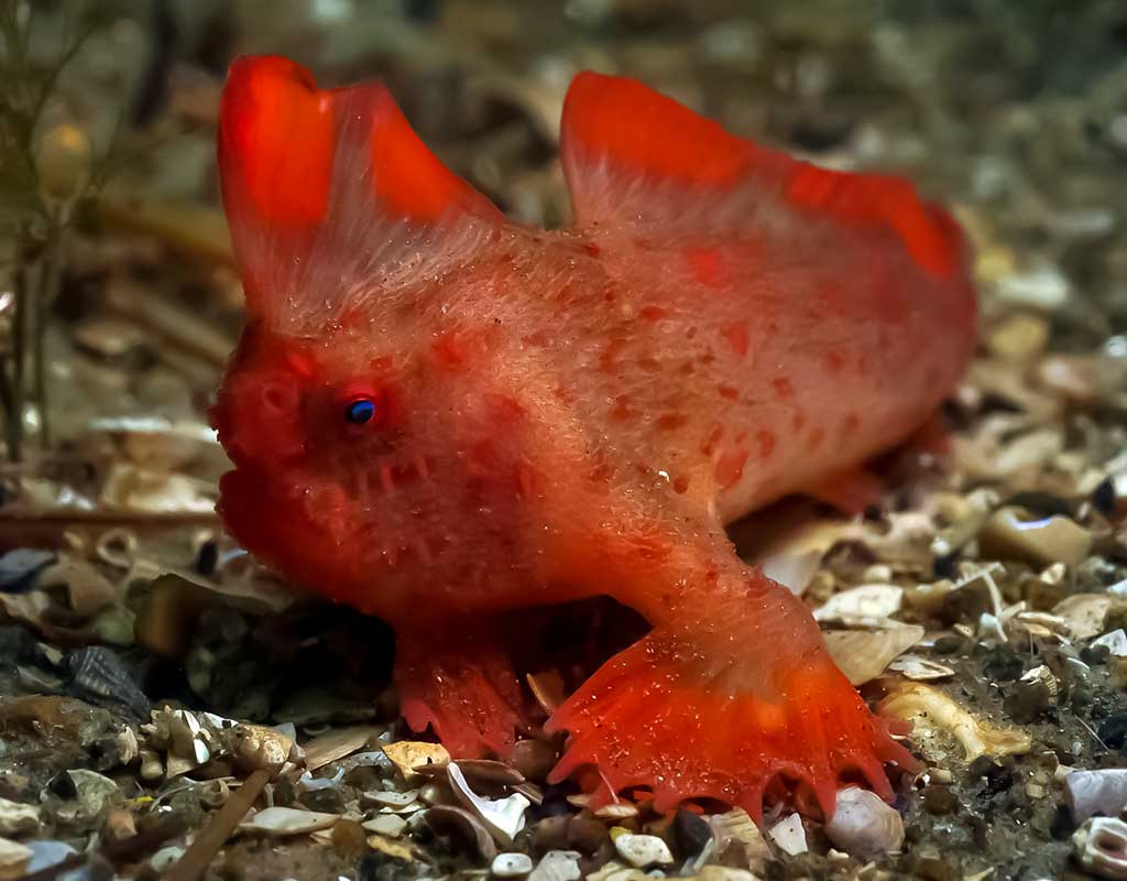 Žuvis ranka - Thymichthys politus Žuvis ranka - Thymichthys politus