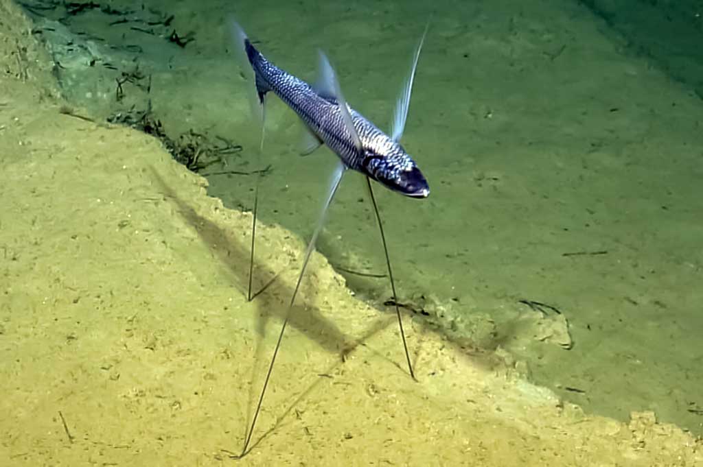 Aklažuvė - Bathypterois grallator Aklažuvė - Bathypterois grallator