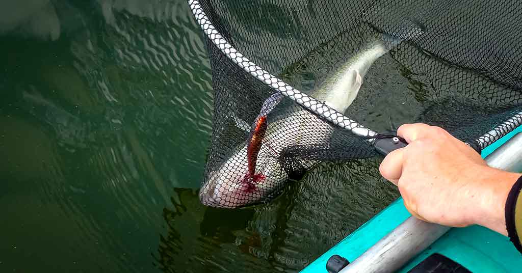 Kodėl drumsčiasi vanduo ir kaip į tai reaguoja žuvys Kodėl drumsčiasi vanduo ir kaip į tai reaguoja žuvys