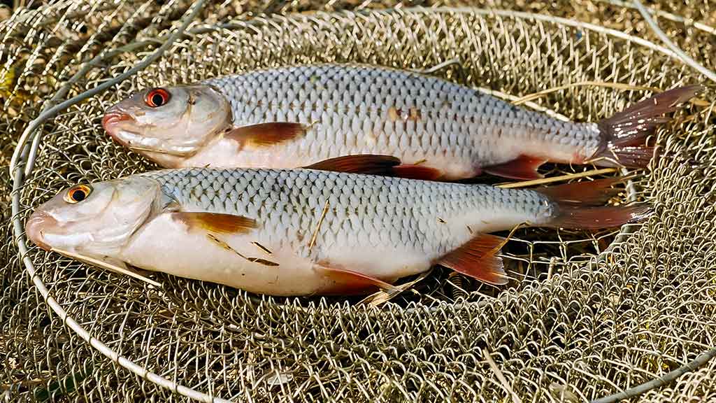 Meškeriojimas su waggler. Adapteriai, stop mazgai, plūdžių antenos Meškeriojimas su waggler. Adapteriai, stop mazgai, plūdžių antenos