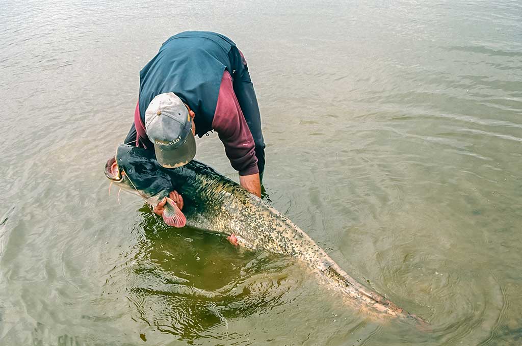 Senelio blizgės ir šamo medžioklė. Trečia dalis Senelio blizgės ir šamo medžioklė. Trečia dalis