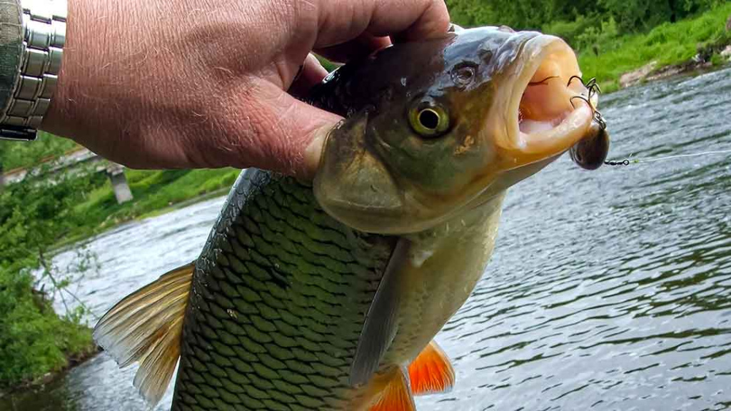 Šapalų spiningavimas pavasarį Šapalų spiningavimas pavasarį