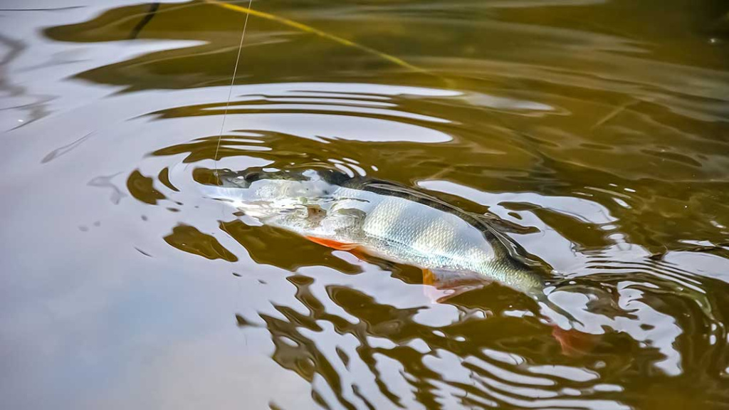 Spiningavimas su Texas Rig Spiningavimas su Texas Rig