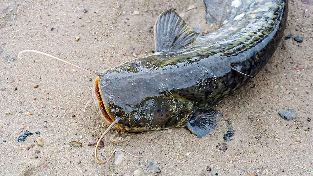 Jei salatis arčiau dugno. Vėstant brakonieriavimui šyla klimatas Jei salatis arčiau dugno. Vėstant brakonieriavimui šyla klimatas