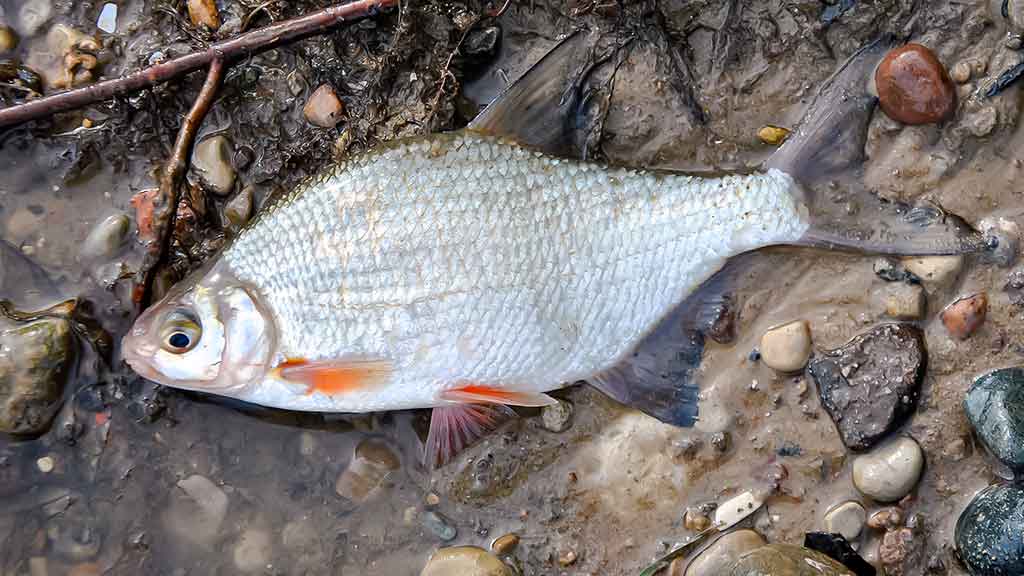 Sudužę margučiai arba kaip Dievas juokiasi Sudužę margučiai arba kaip Dievas juokiasi
