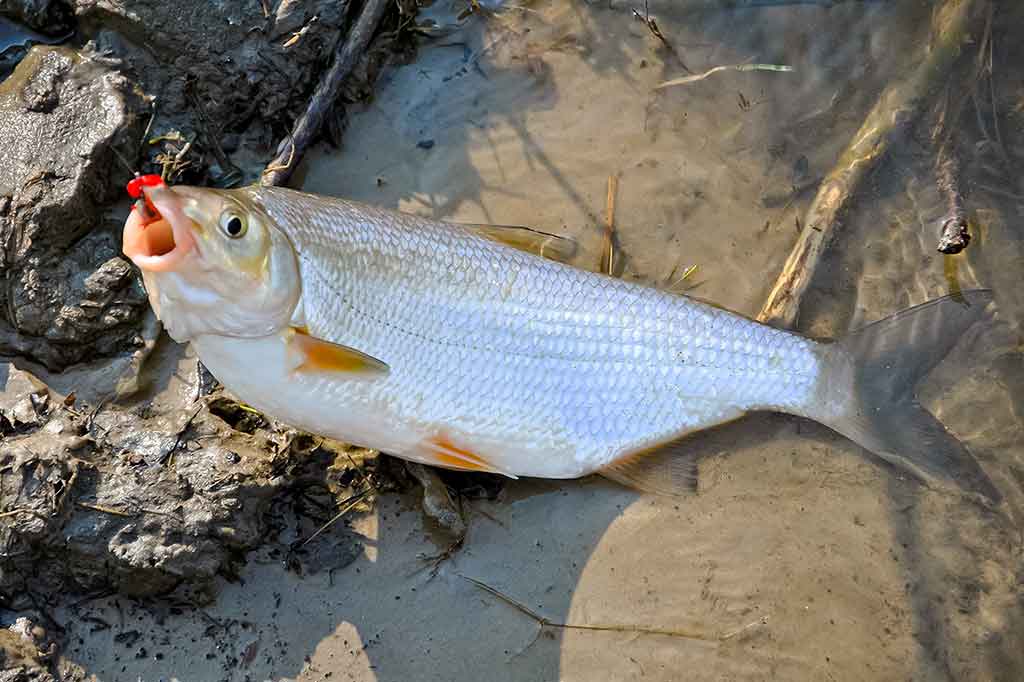 Žiobrių gaudymas. Sistemėlės dugninėms Žiobrių gaudymas. Sistemėlės dugninėms