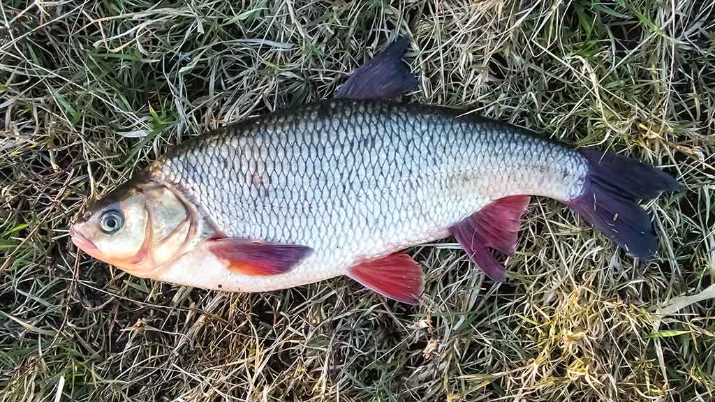 Dugninė trumpai distancijai Dugninė trumpai distancijai