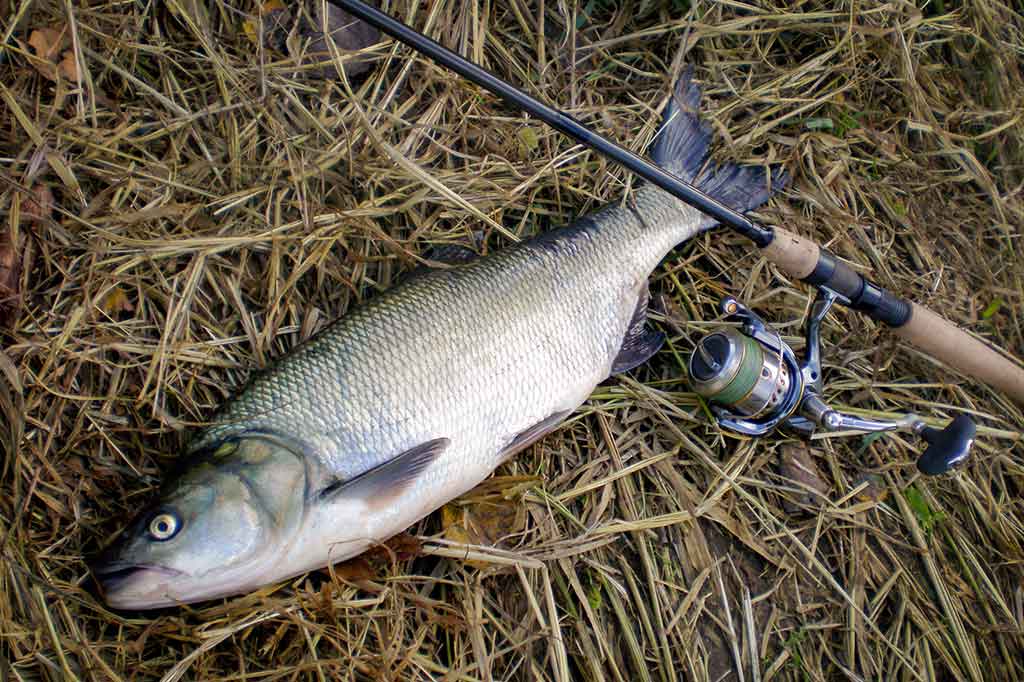Šis bei tas apie prestižines rites Šis bei tas apie prestižines rites