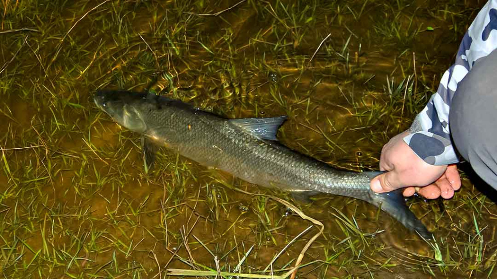 Šeštadienis, balandžio 22 – oji. Naktis prie Neries ir Nemuno Šeštadienis, balandžio 22 – oji. Naktis prie Neries ir Nemuno