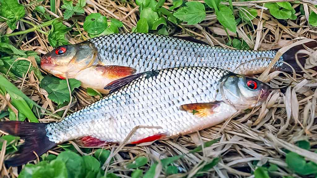 Ar iš balos tas gražumas. Lietuviški kanibalai Ar iš balos tas gražumas. Lietuviški kanibalai