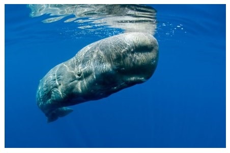 Kašalotas Kašalotas