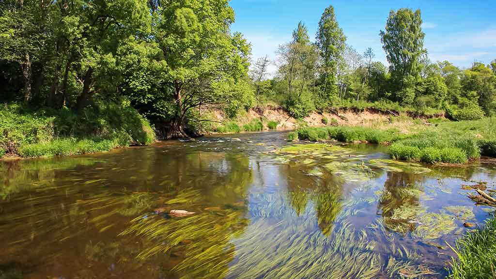 Kaip sugundyti kiršlį Kaip sugundyti kiršlį