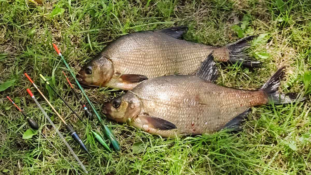 Meškeriojimas su waggler. Plūdės kaina ir masė Meškeriojimas su waggler. Plūdės kaina ir masė