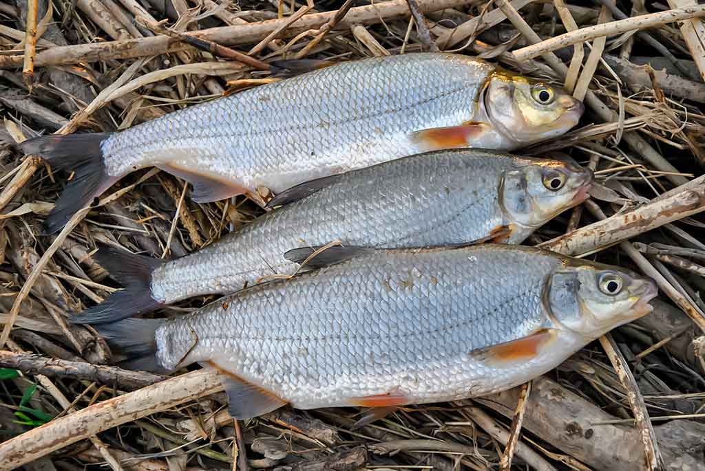 Žiobris Žiobris