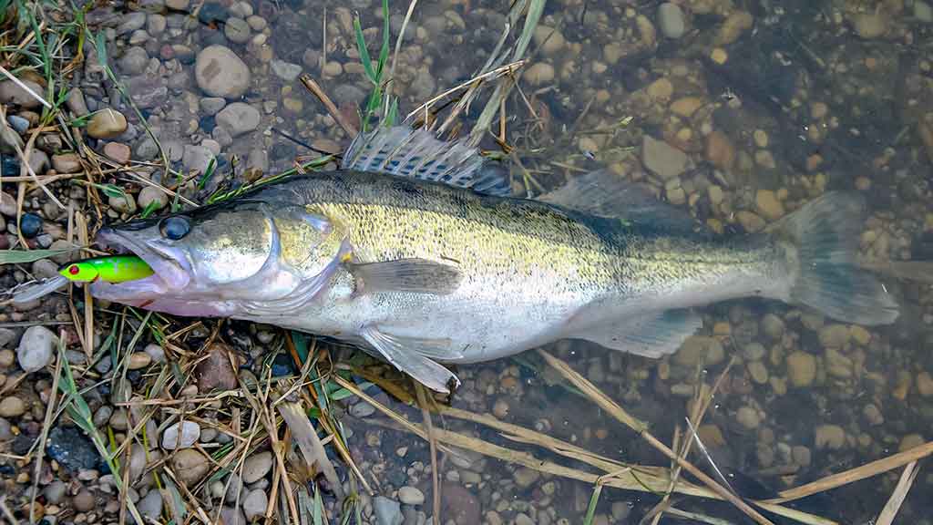 Sterkai ir vobleriai Sterkai ir vobleriai