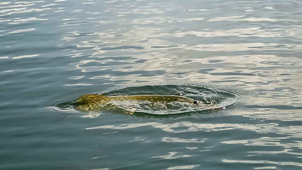 Upė ir lydekos. Prie pat kranto Upė ir lydekos. Prie pat kranto