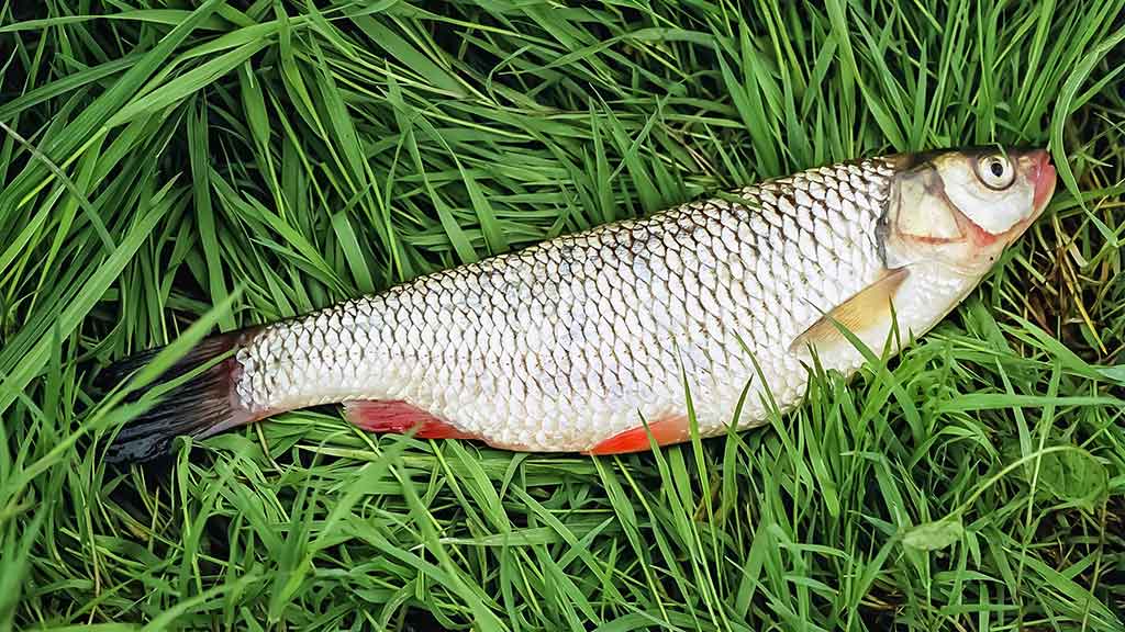 Masalas, kai žuvys visai nekimba... Masalas, kai žuvys visai nekimba...