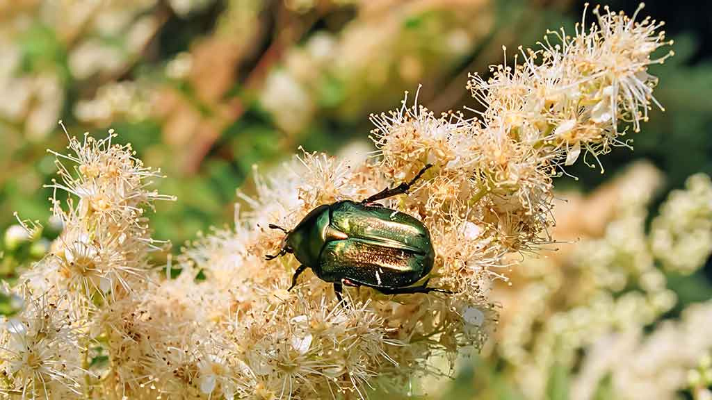 Ar iš balos tas gražumas. Pelkių ragana Ar iš balos tas gražumas. Pelkių ragana