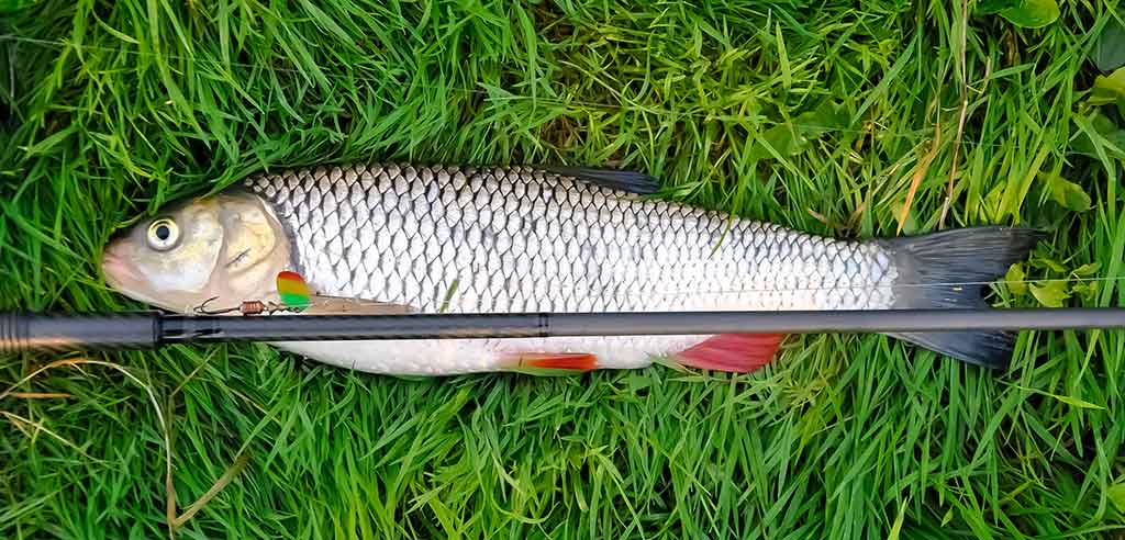 Šapalus – siaurose protakose Šapalus – siaurose protakose