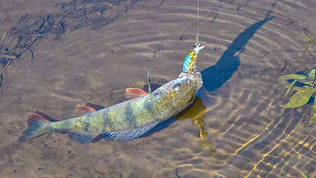 Vandens džiunglių labirintuose. Ne vien augalai Vandens džiunglių labirintuose. Ne vien augalai