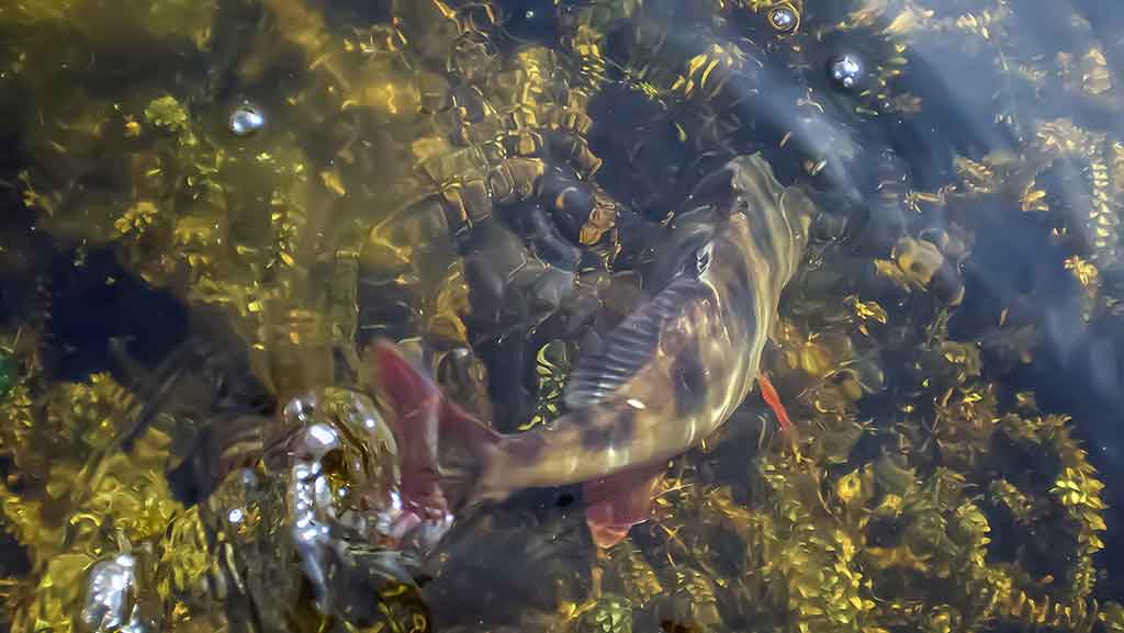 Slėgis ir žuvų kibimas. Kaip žinoti, kas ir kada geriau kimba Slėgis ir žuvų kibimas. Kaip žinoti, kas ir kada geriau kimba