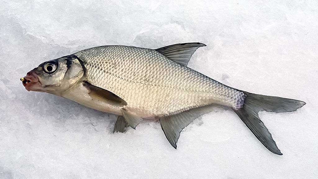 Viduržiemy su avižėle Viduržiemy su avižėle