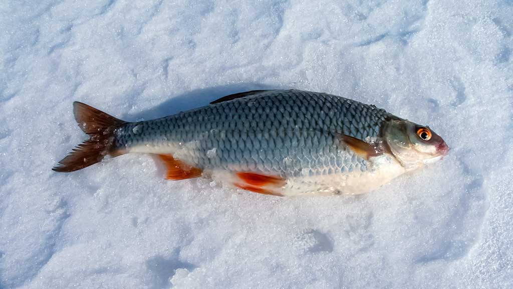 Kur po iš po ledo kimba pačios įvairiausios žuvys Kur po iš po ledo kimba pačios įvairiausios žuvys