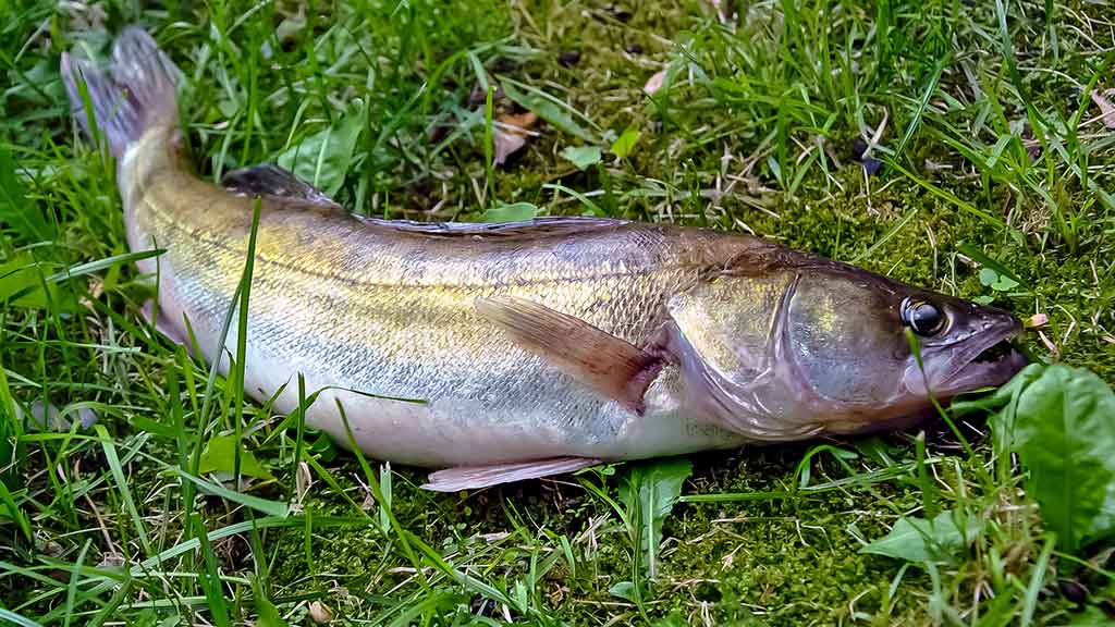 Tvenkinių sterkai įpusėjus rudeniui Tvenkinių sterkai įpusėjus rudeniui