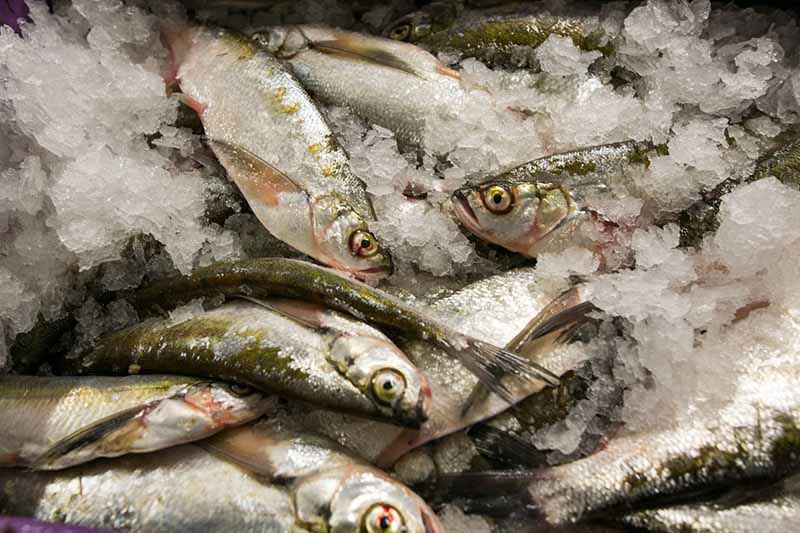 Kaip atskirti šviežią žuvį? Kaip atskirti šviežią žuvį?