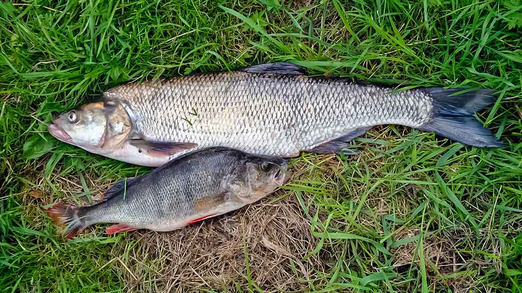 Žūklė cikadomis atvirame vandenyje ir nuo ledo. Pirma dalis Žūklė cikadomis atvirame vandenyje ir nuo ledo. Pirma dalis