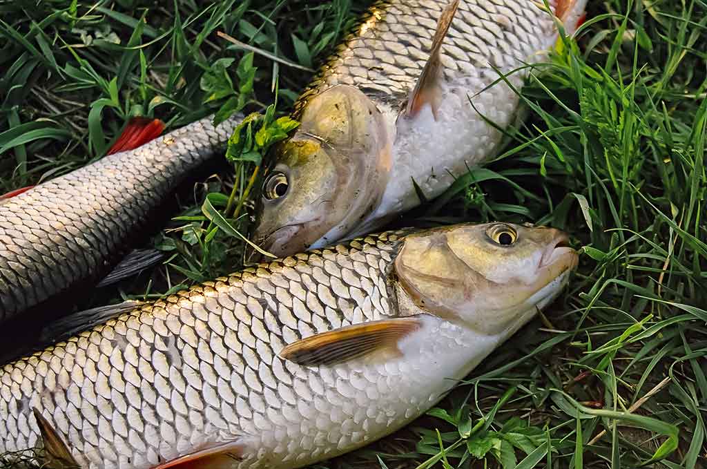 Paslaptingi Dubysos vingiai. Bandykime plūdinę Paslaptingi Dubysos vingiai. Bandykime plūdinę