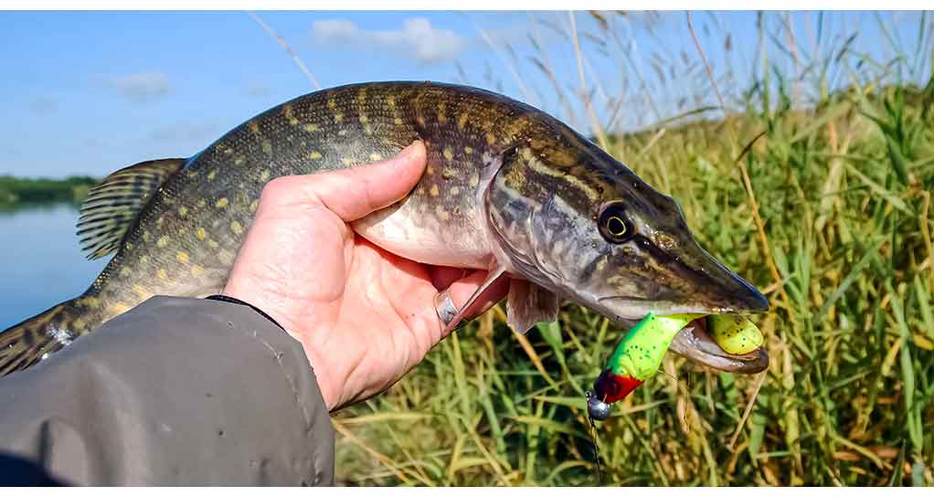 Dar šis bei tas apie silikoninių masalų dažymą Dar šis bei tas apie silikoninių masalų dažymą