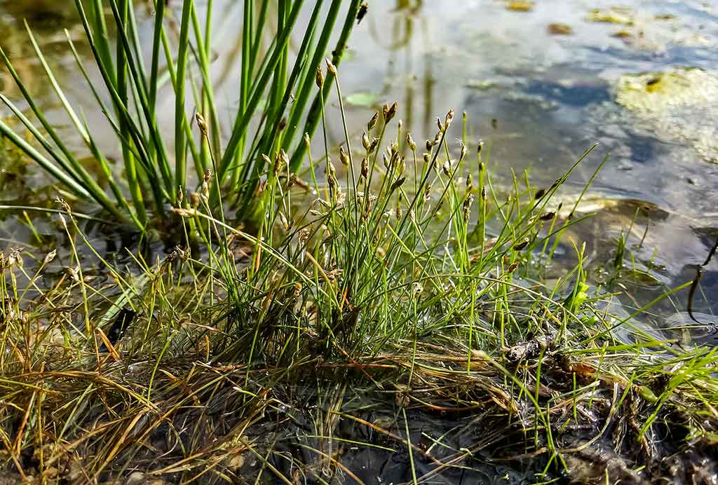 Vandens džiunglių labirintuose. Prie pat dugno Vandens džiunglių labirintuose. Prie pat dugno