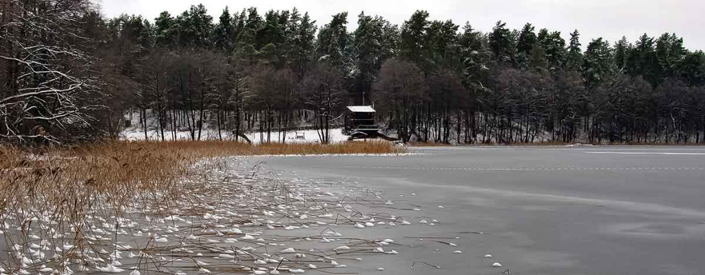 Kur surasti žiemą raudžių Kur surasti žiemą raudžių