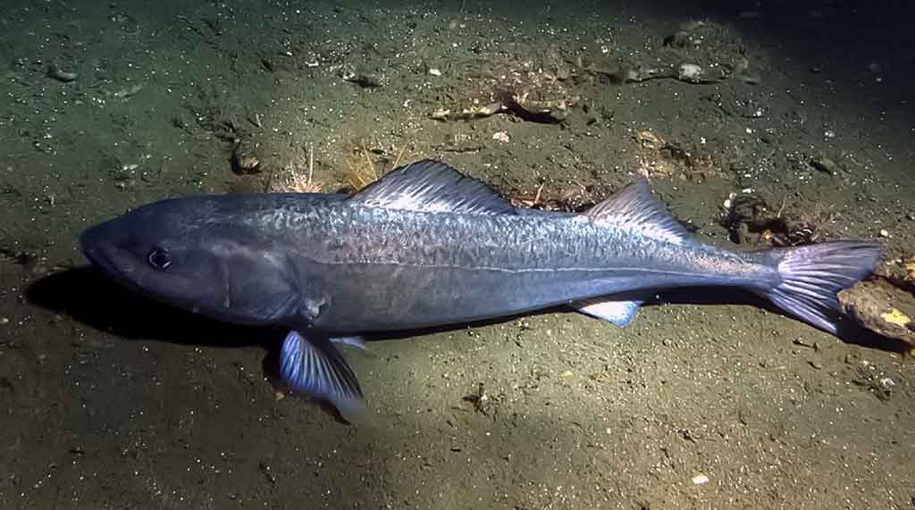 Mėlynoji menkė Mėlynoji menkė