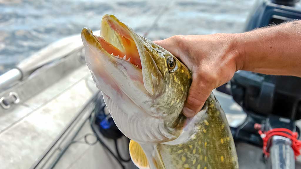 Žvejo aura. Antra dalis Žvejo aura. Antra dalis